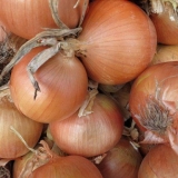 Pravilna sadnja i njega sturon luka (setovi)